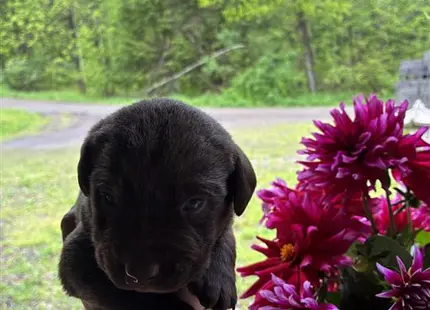 a hand holding a black labrador retriever puppy